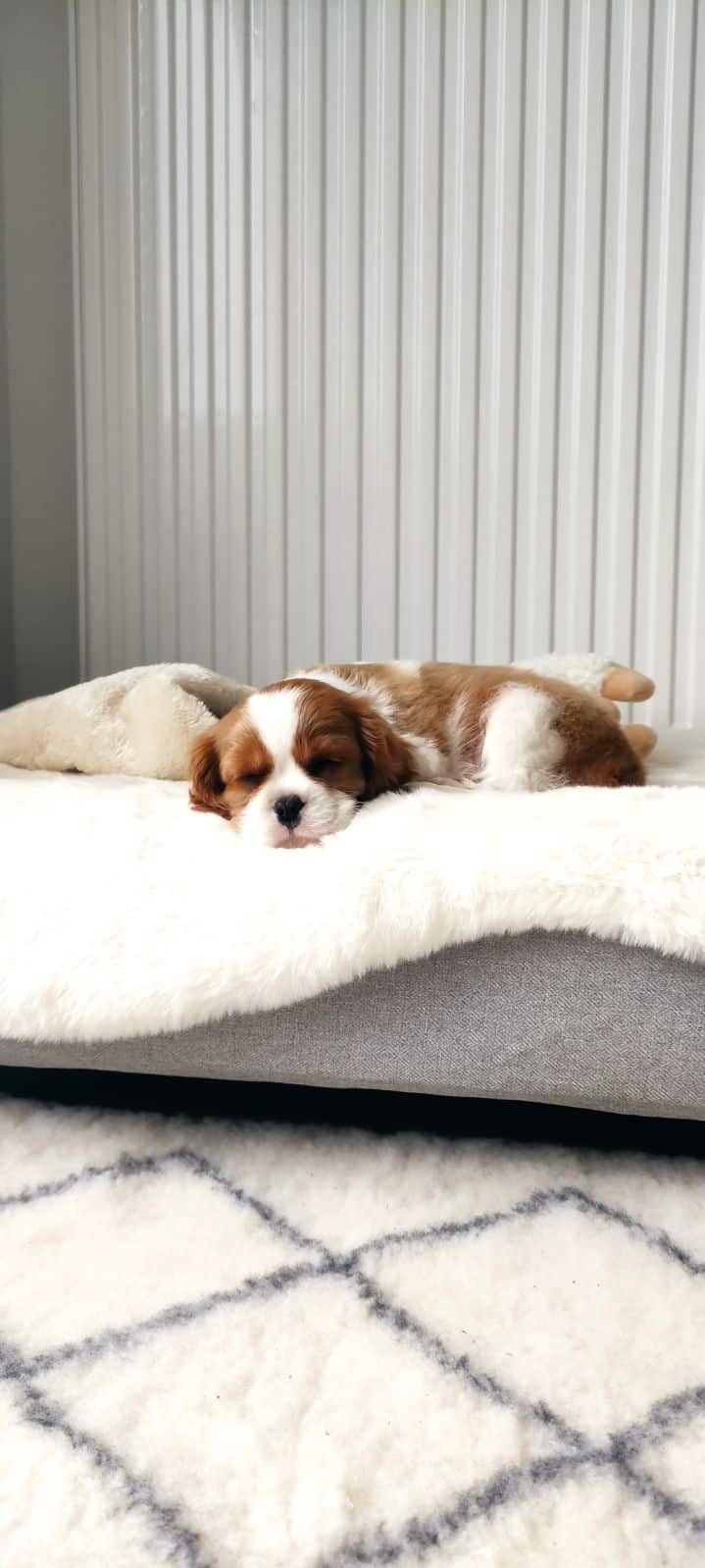 L'adorable Charly