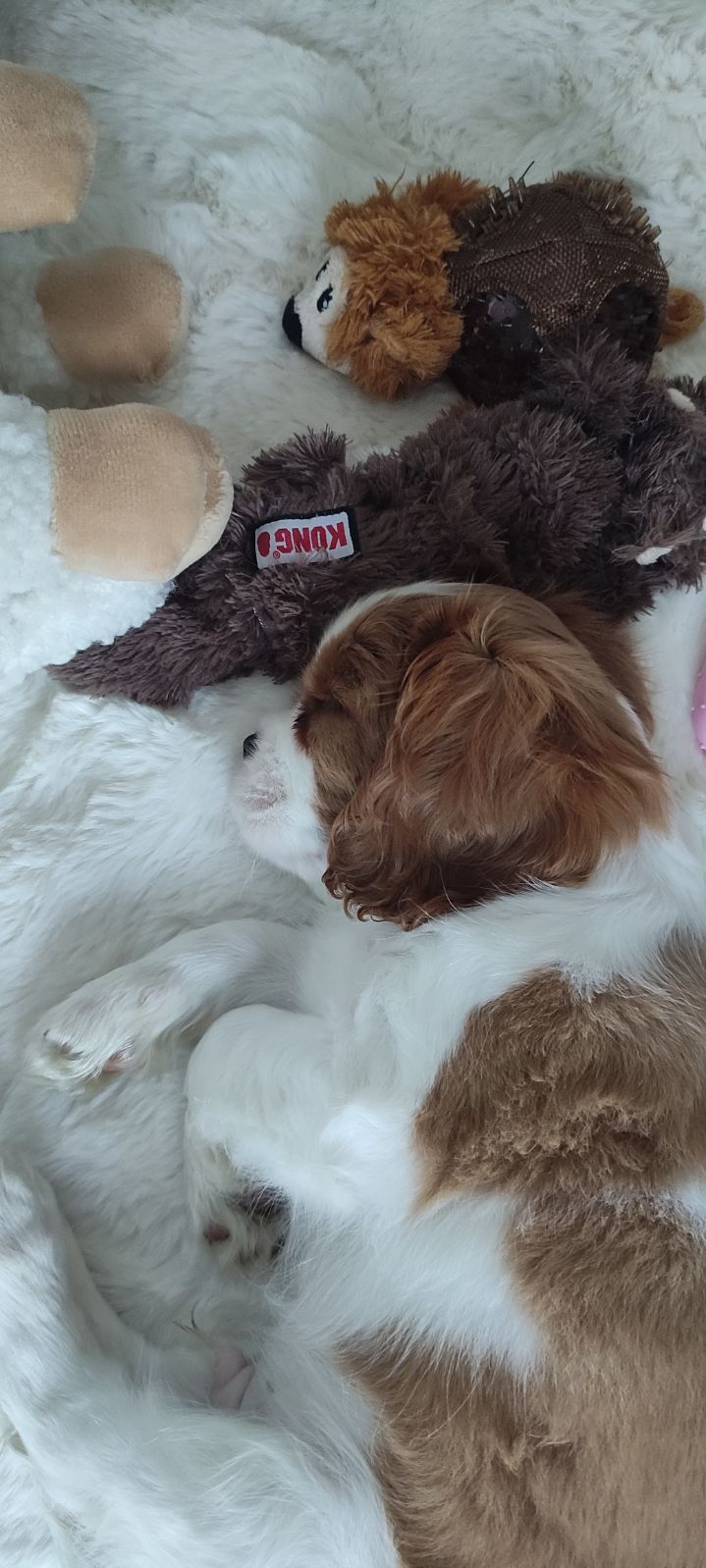 L'adorable Charly