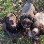 BALADES CANINES PROCHE BORDEAUX