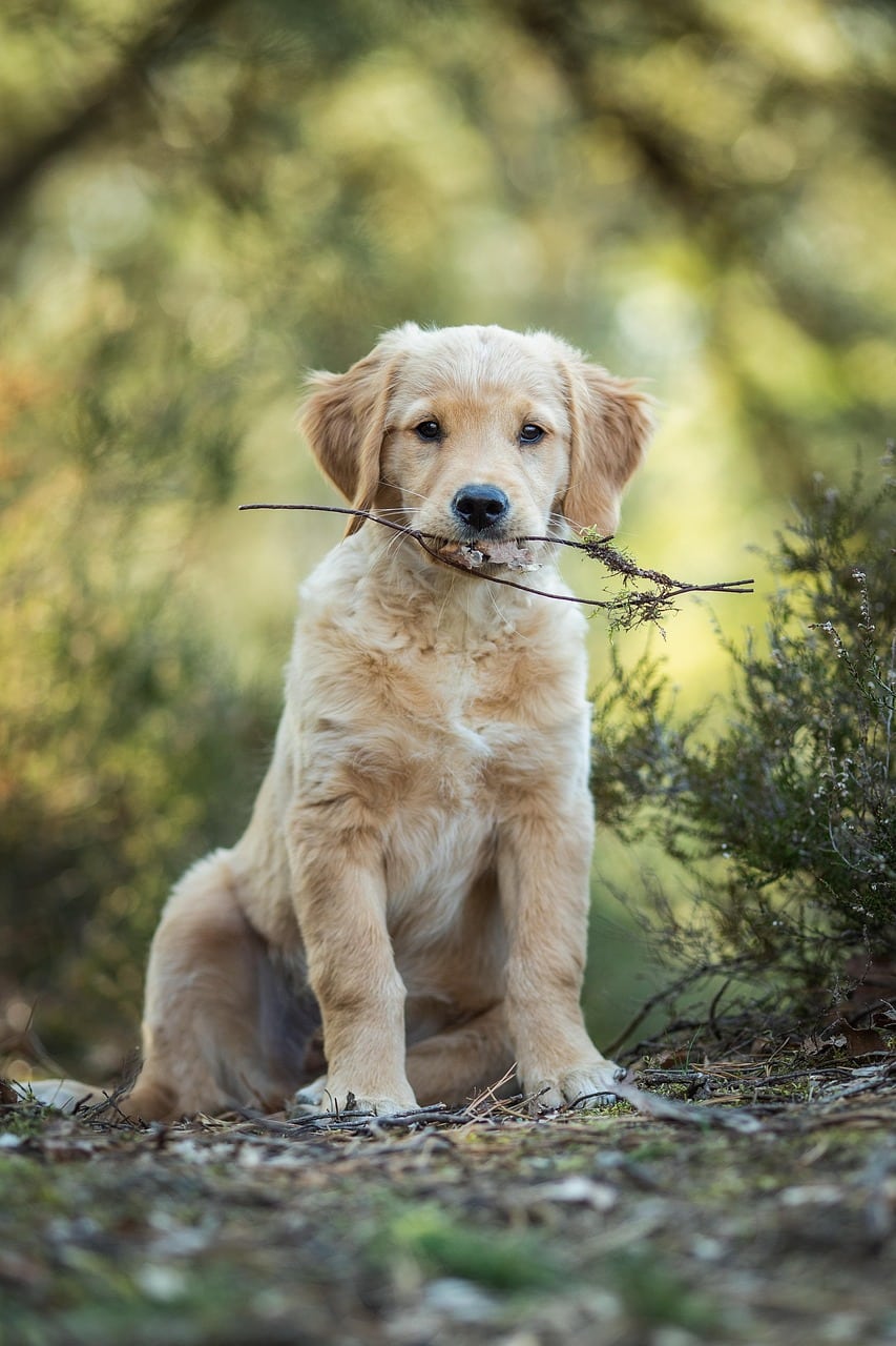 ATELIER PRE ADOPTION CHIOT PROCHE DE BORDEAUX