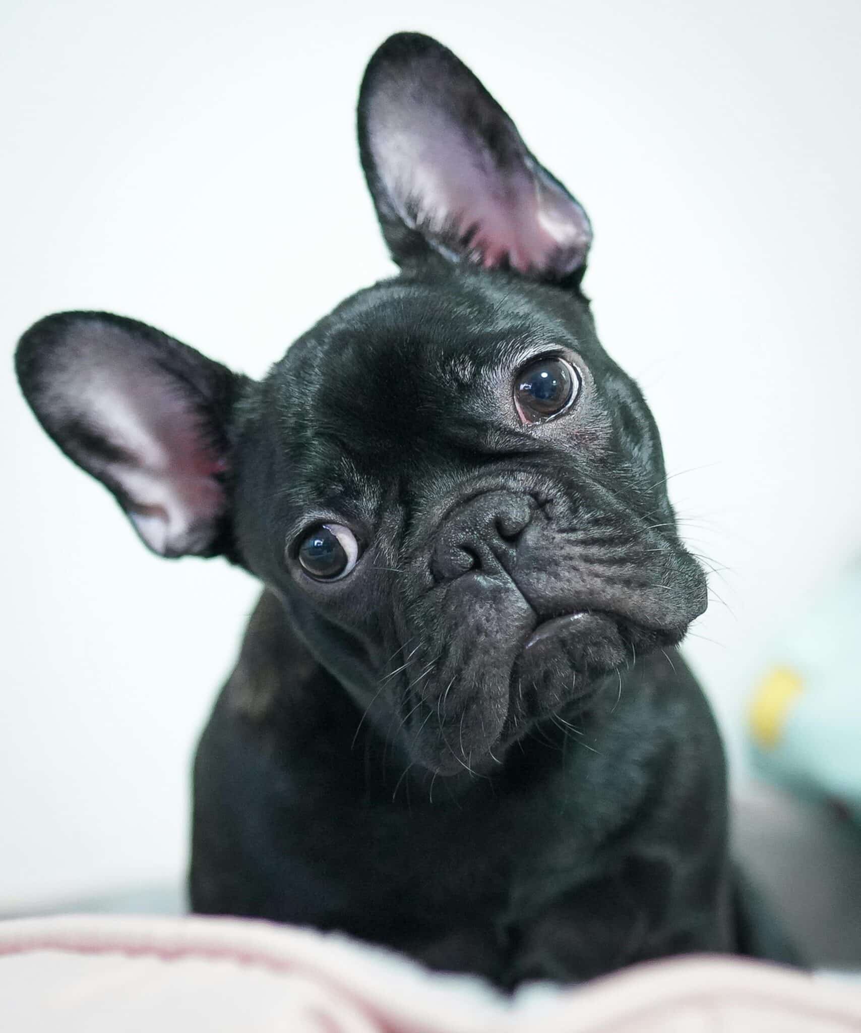 ÉDUCATION DU CHIOT BORDEAUX