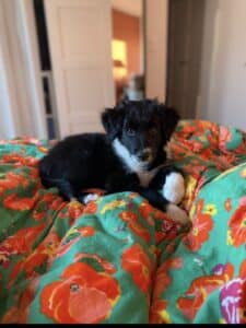 Mushu en accompagnement pré-adoption chiot