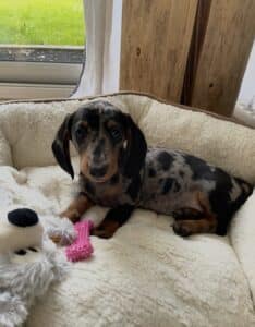 Billie en accompagnement pré-adoption chiot